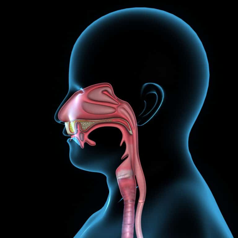 How Are the Ears, Nose and Throat Connected? ENT & Allergy Specialists Blog
