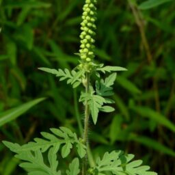 Close-up of common ragweed plant