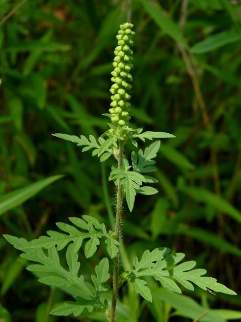 Close-up of common ragweed plant